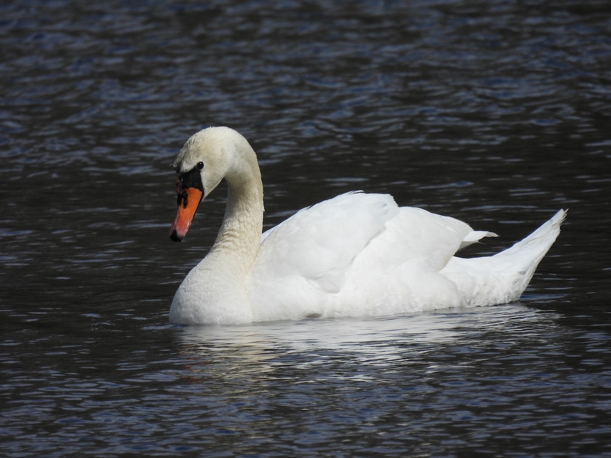 Mute Swan - ML316634931