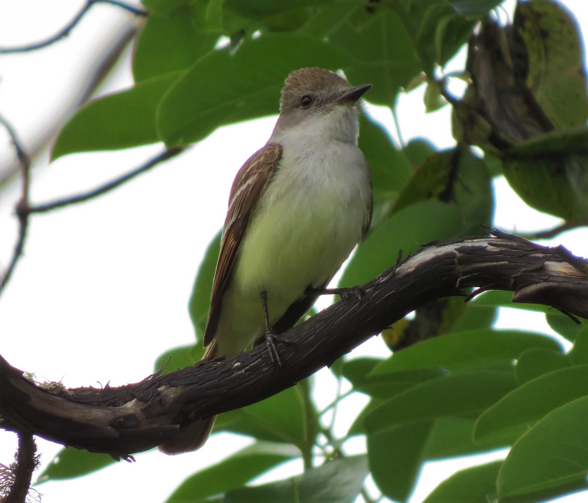 Ash-throated Flycatcher - Matthew Hunter