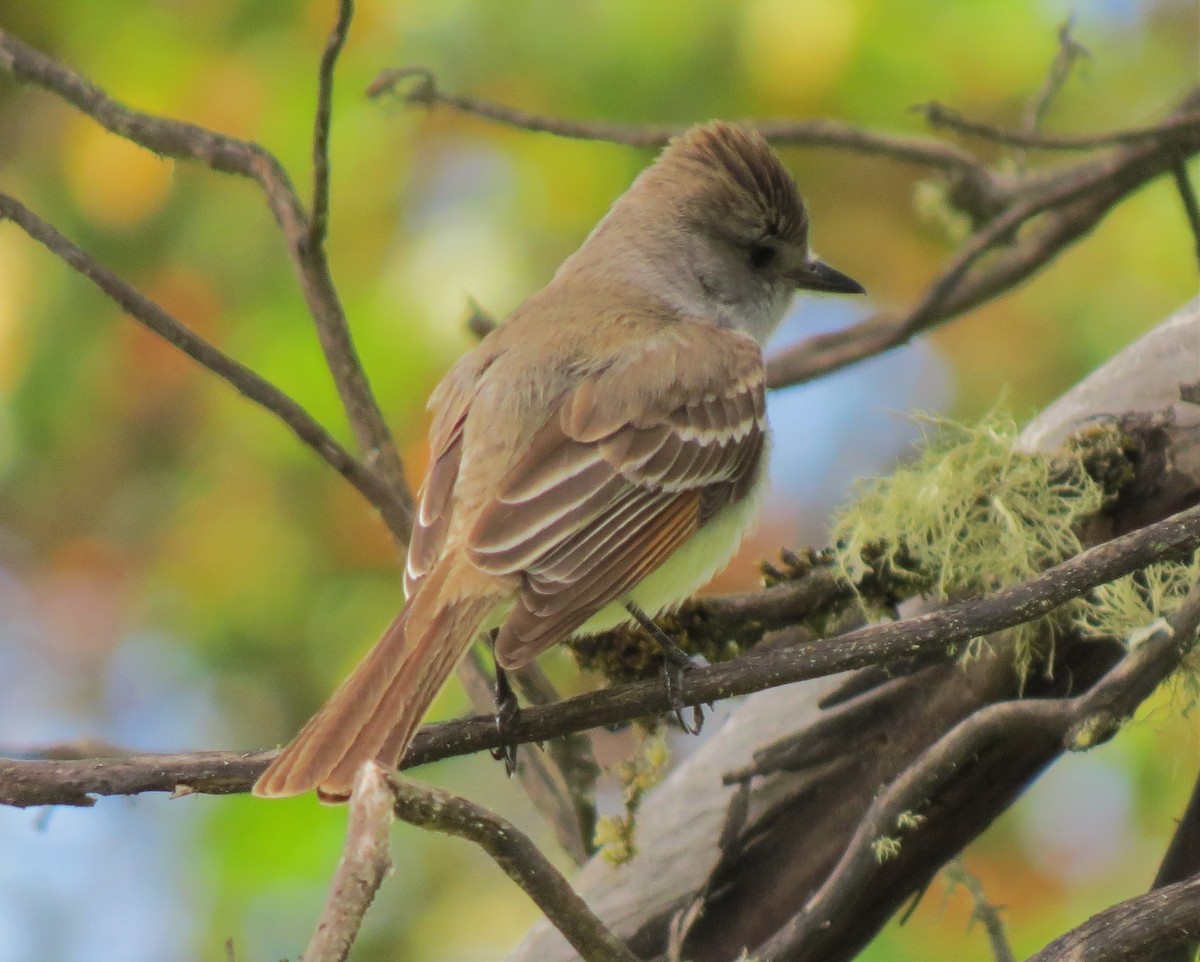 Ash-throated Flycatcher - Matthew Hunter