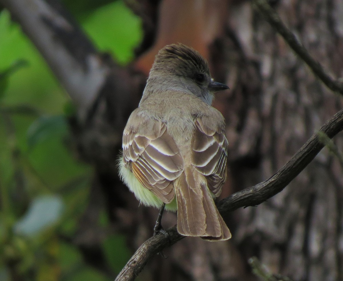 Ash-throated Flycatcher - ML31663681