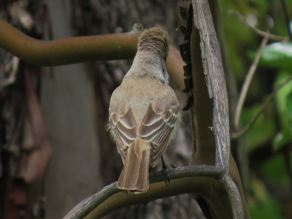 Ash-throated Flycatcher - ML31663691