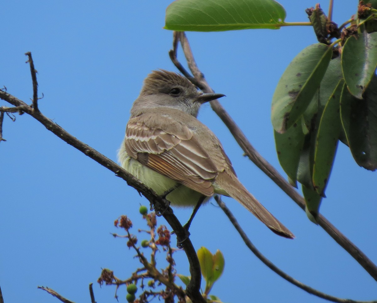 Ash-throated Flycatcher - Matthew Hunter