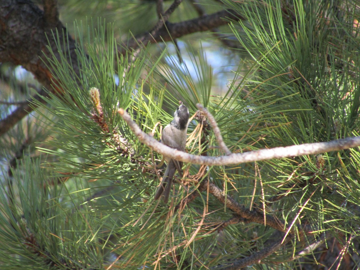 Mountain Chickadee - ML316638211