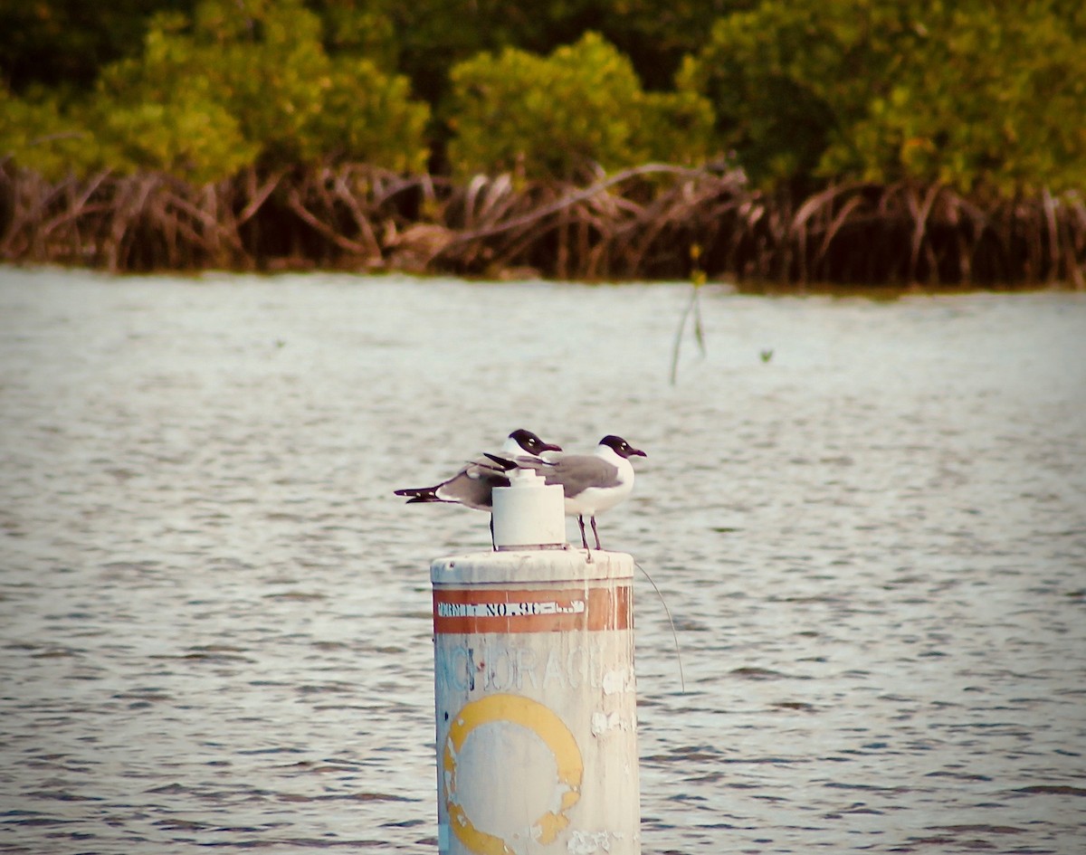 Gaviota Guanaguanare - ML316640511