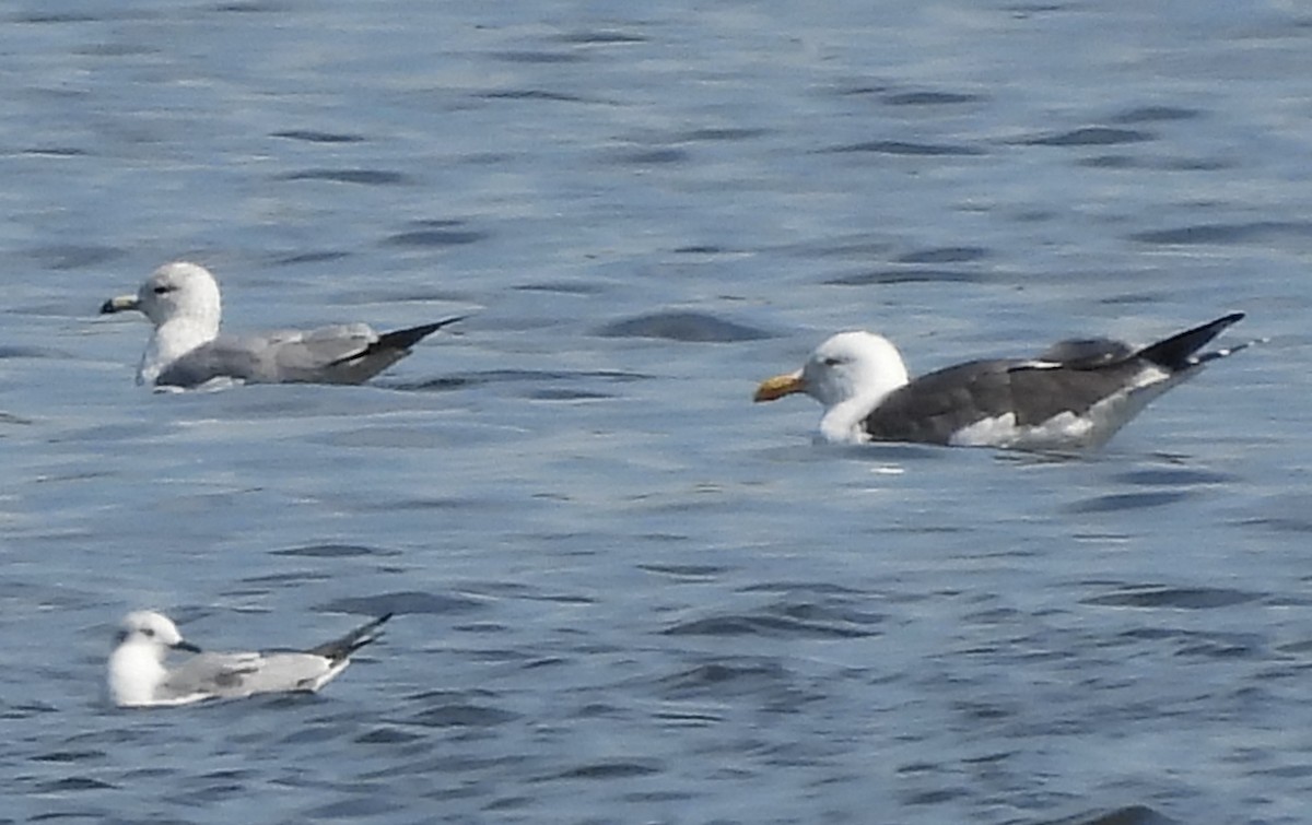 Lesser Black-backed Gull - ML316642501