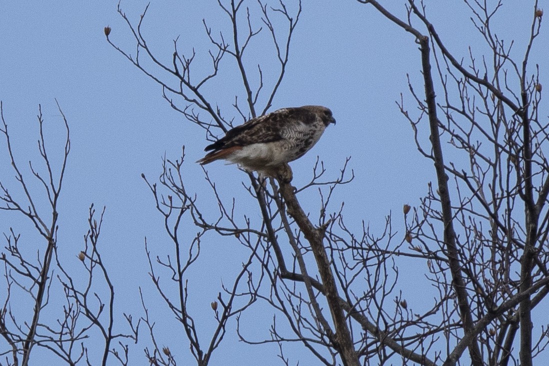 Red-tailed Hawk - ML316643731