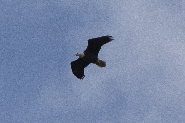 Bald Eagle - ML316643831