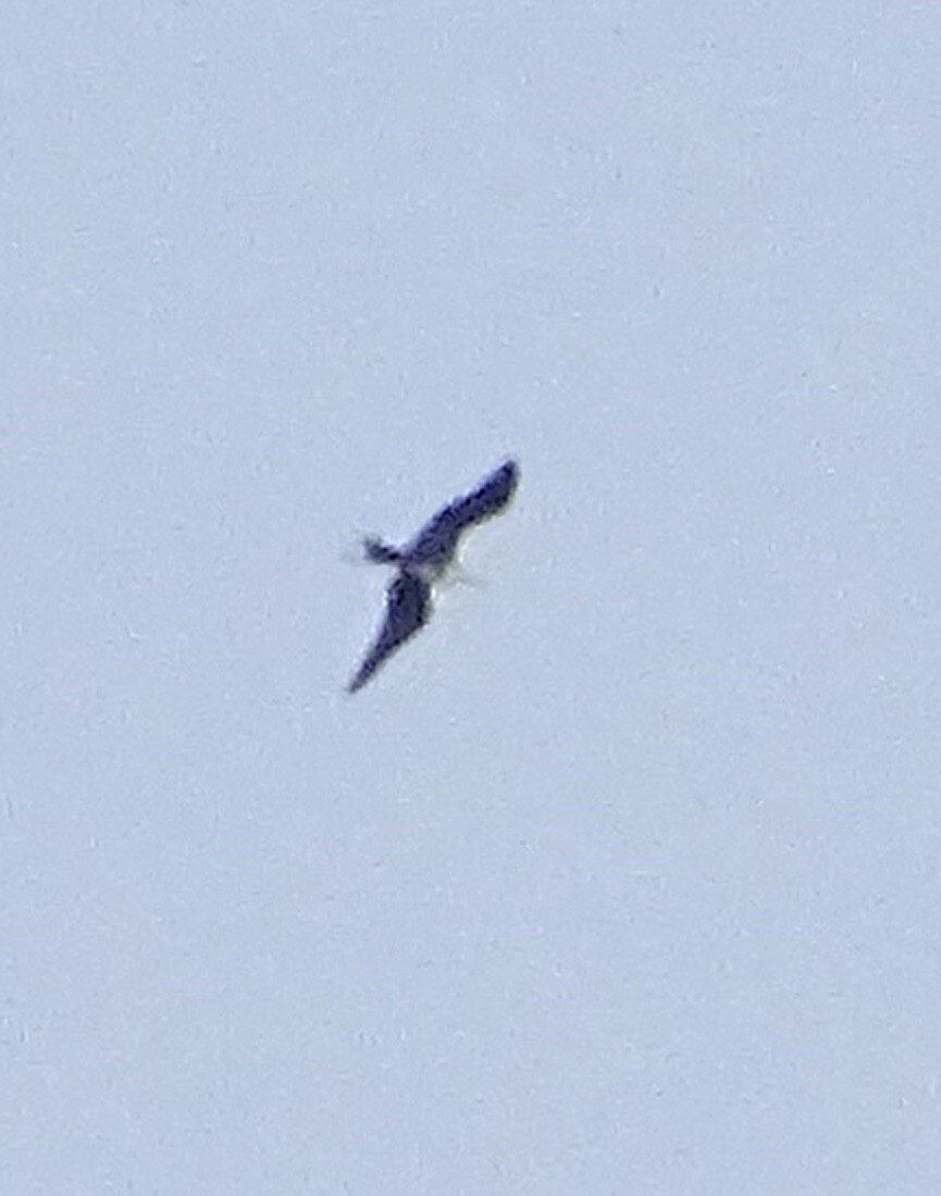 Magnificent Frigatebird - ML31664471