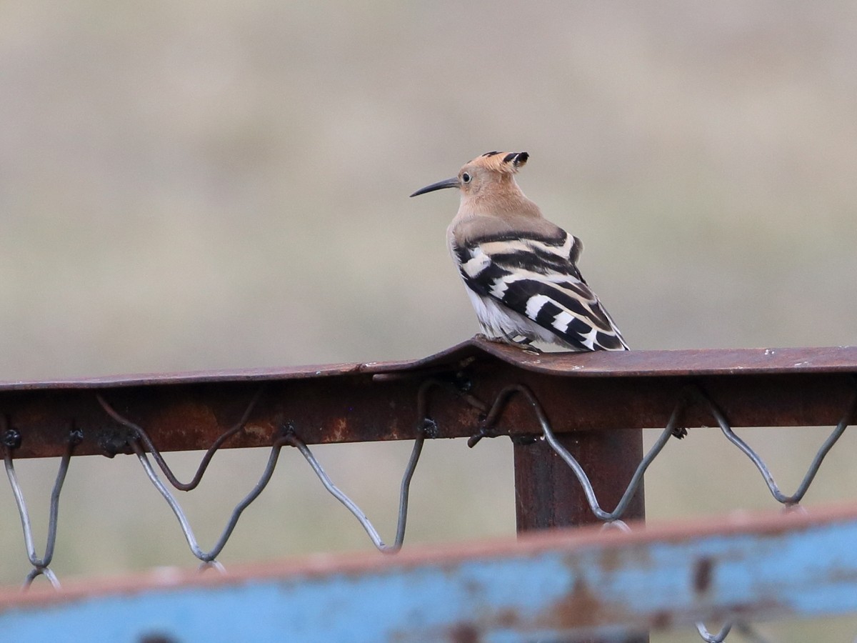 Eurasian Hoopoe - ML316645621