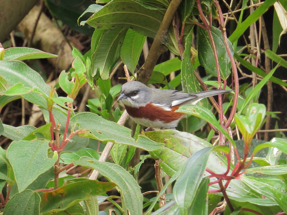 Bay-chested Warbling Finch - Scott Ramos