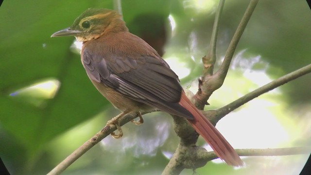 Slaty-winged Foliage-gleaner - ML316648631