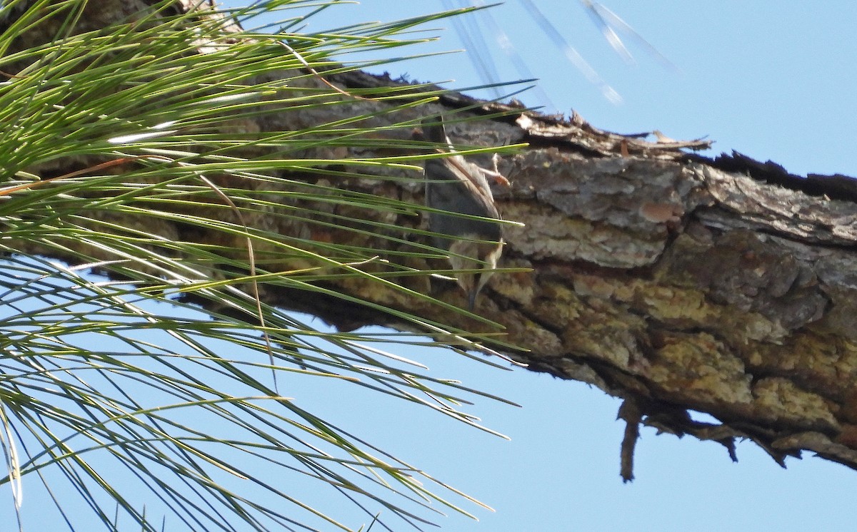 Brown-headed Nuthatch - ML316648951