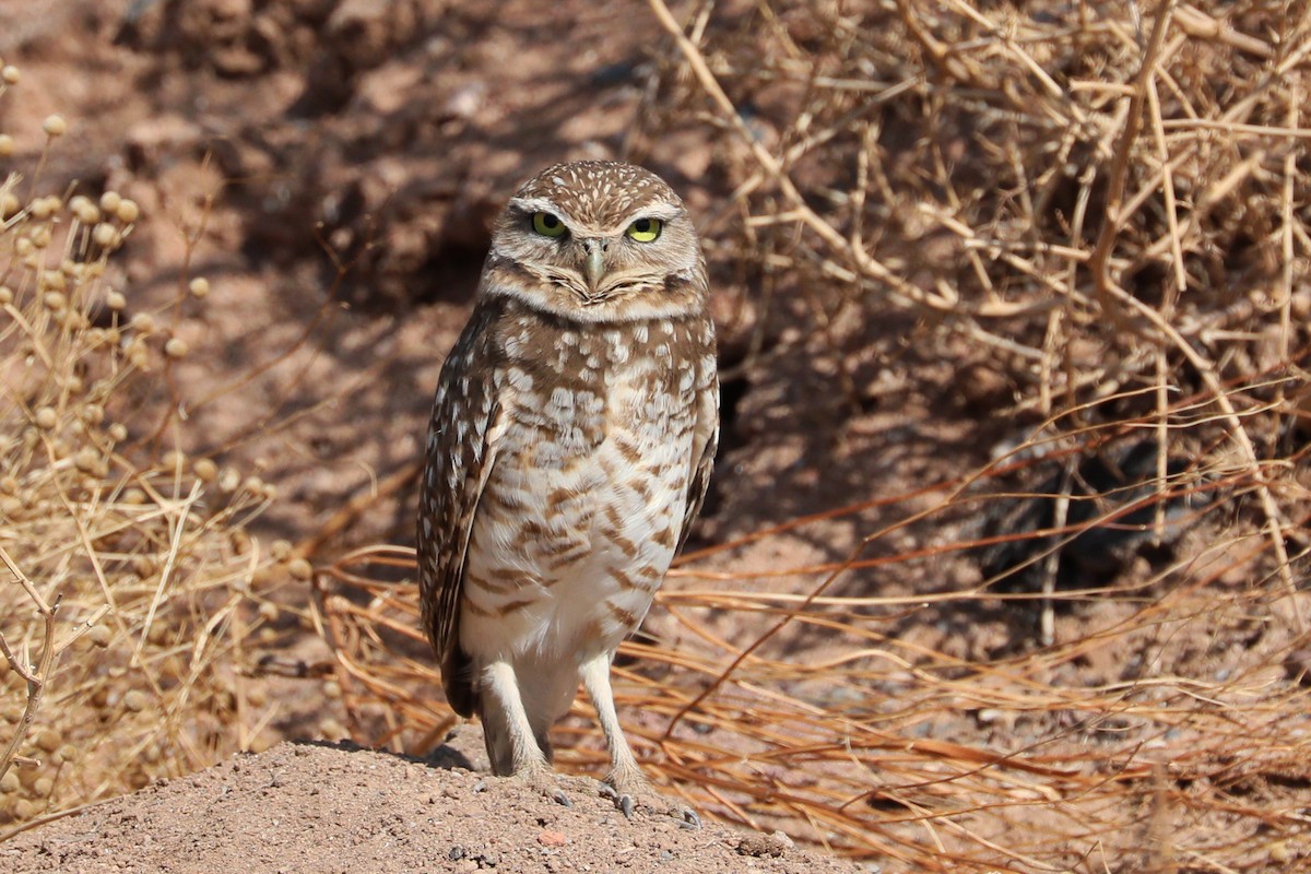 Burrowing Owl - Richard Bunn