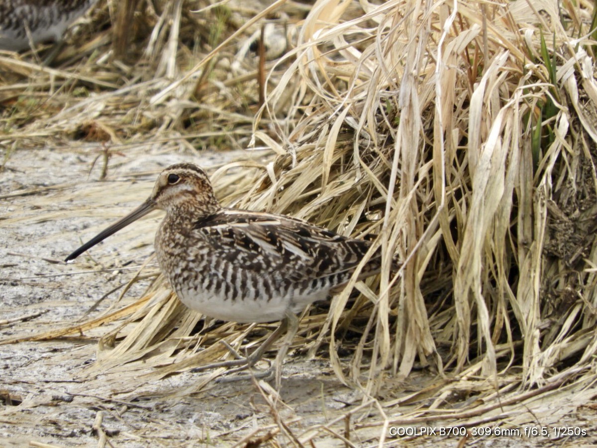 Wilson's Snipe - ML316649951