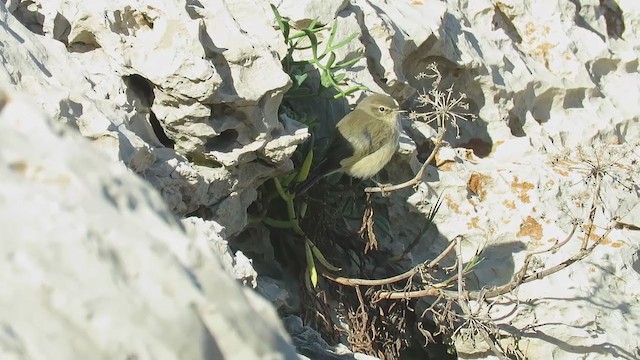 Common Chiffchaff - ML316650231