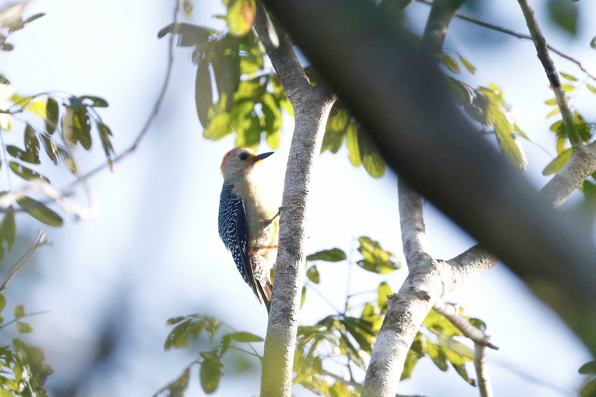 Yucatan Woodpecker - ML316650351