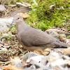 White-tipped Dove - ML316650481