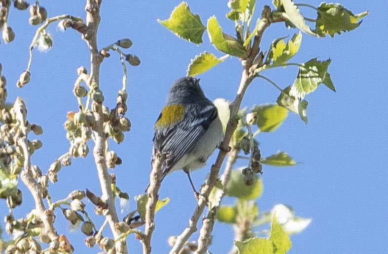 Northern Parula - ML316651291
