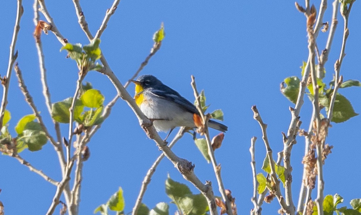 Northern Parula - ML316651301