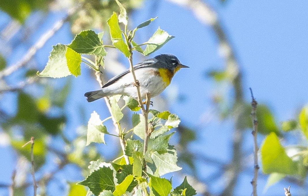 Northern Parula - ML316651311