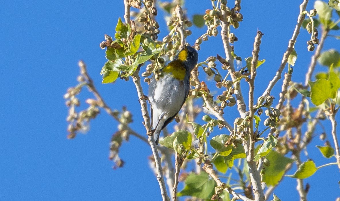 Northern Parula - ML316651321