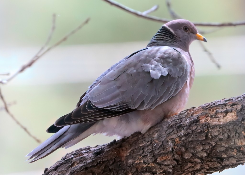 Band-tailed Pigeon - ML316653251