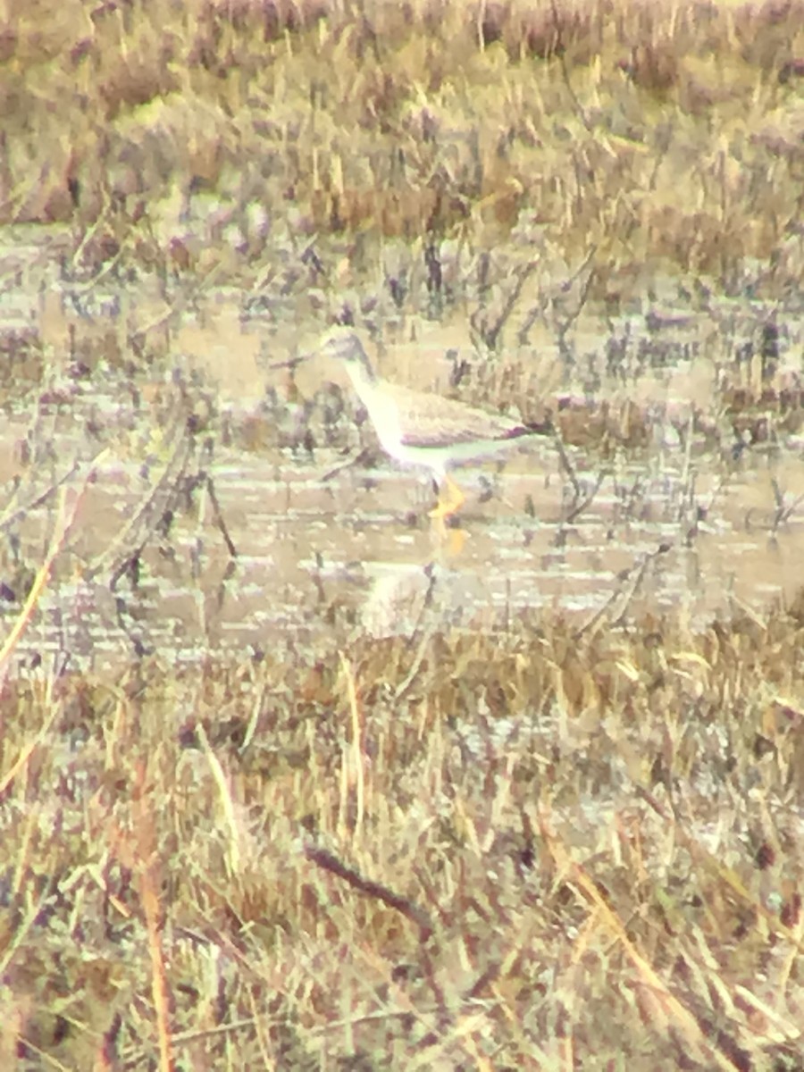 Greater Yellowlegs - Thomas Wood