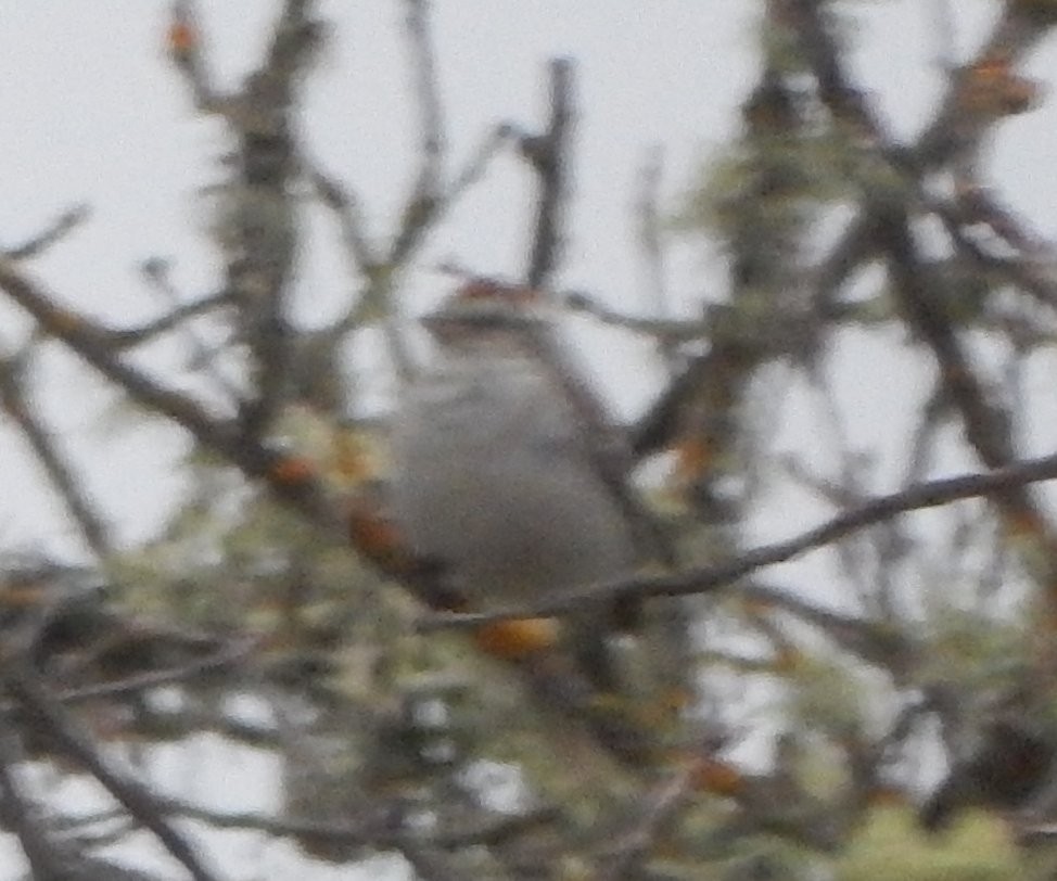 Chipping Sparrow - ML316654281