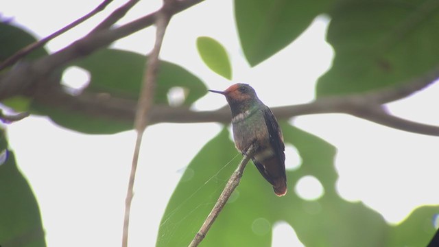 Rufous-crested Coquette - ML316655741