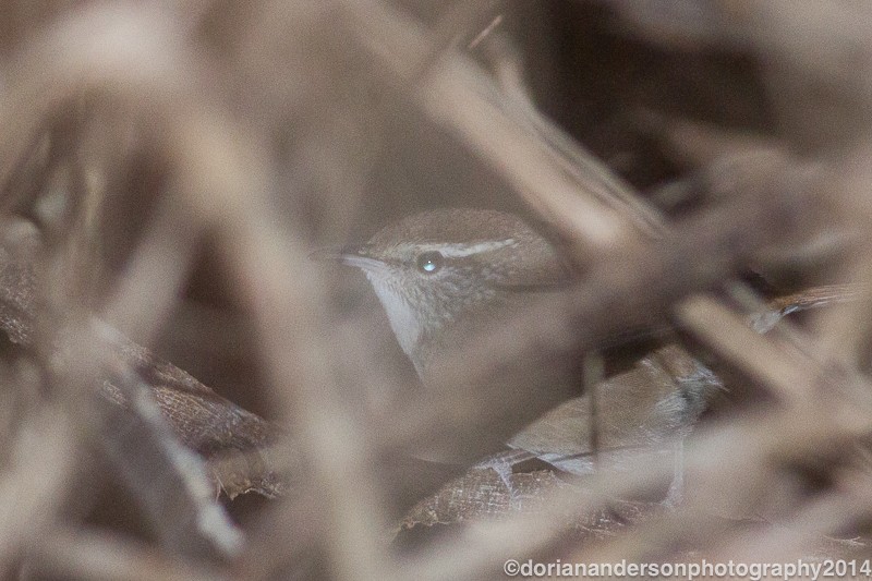 Sinaloa Wren - ML31665601