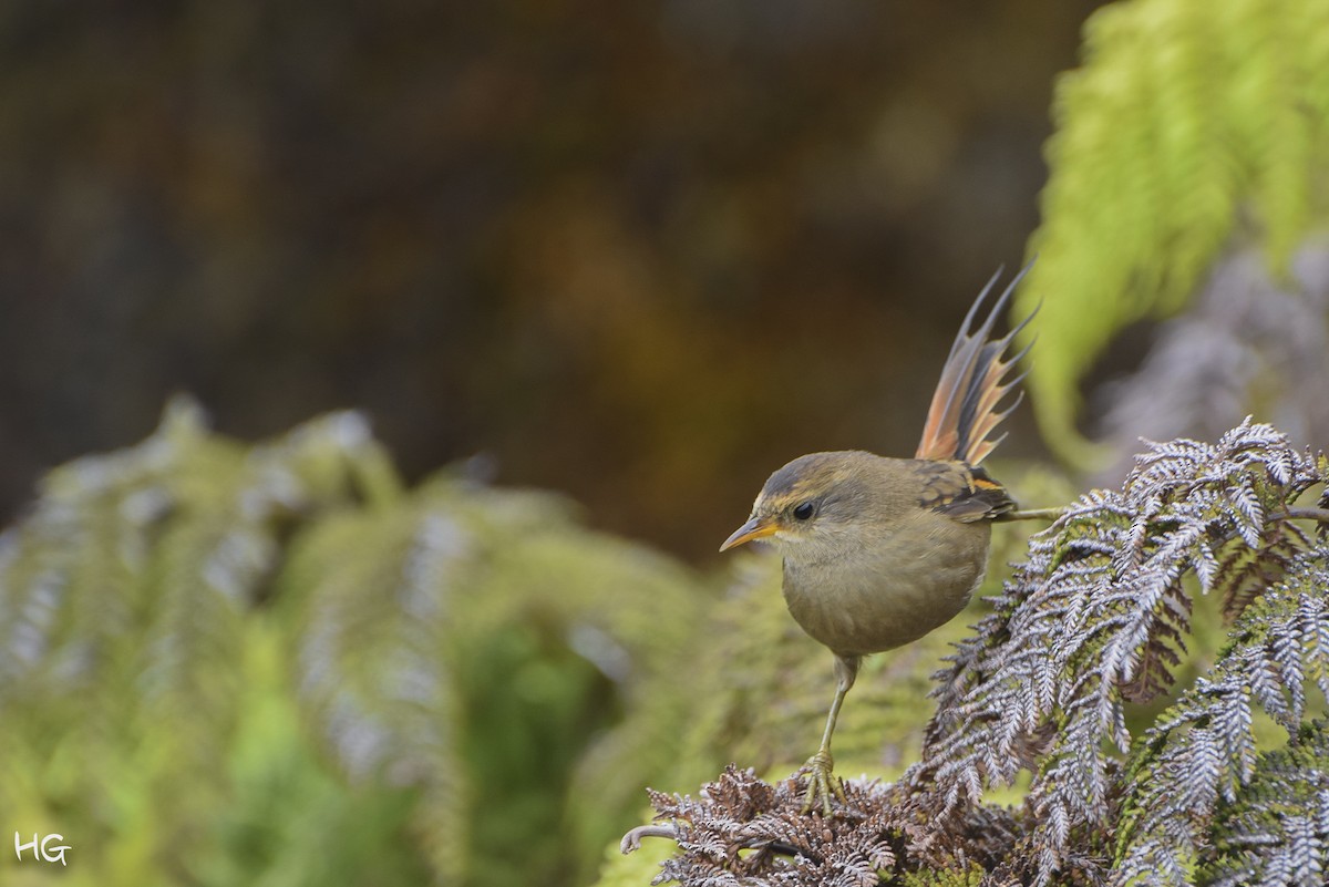Masafuera Rayadito - Héctor Gutiérrez Guzmán