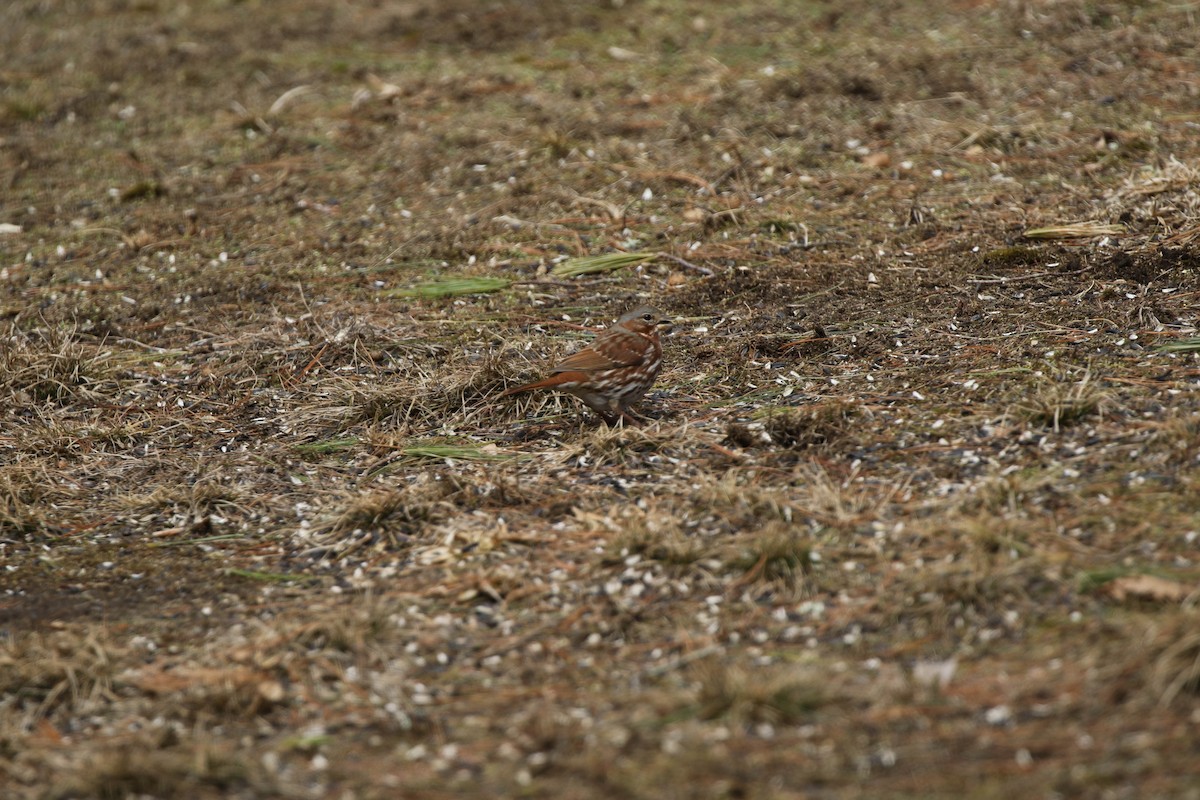Fox Sparrow (Red) - ML316658661