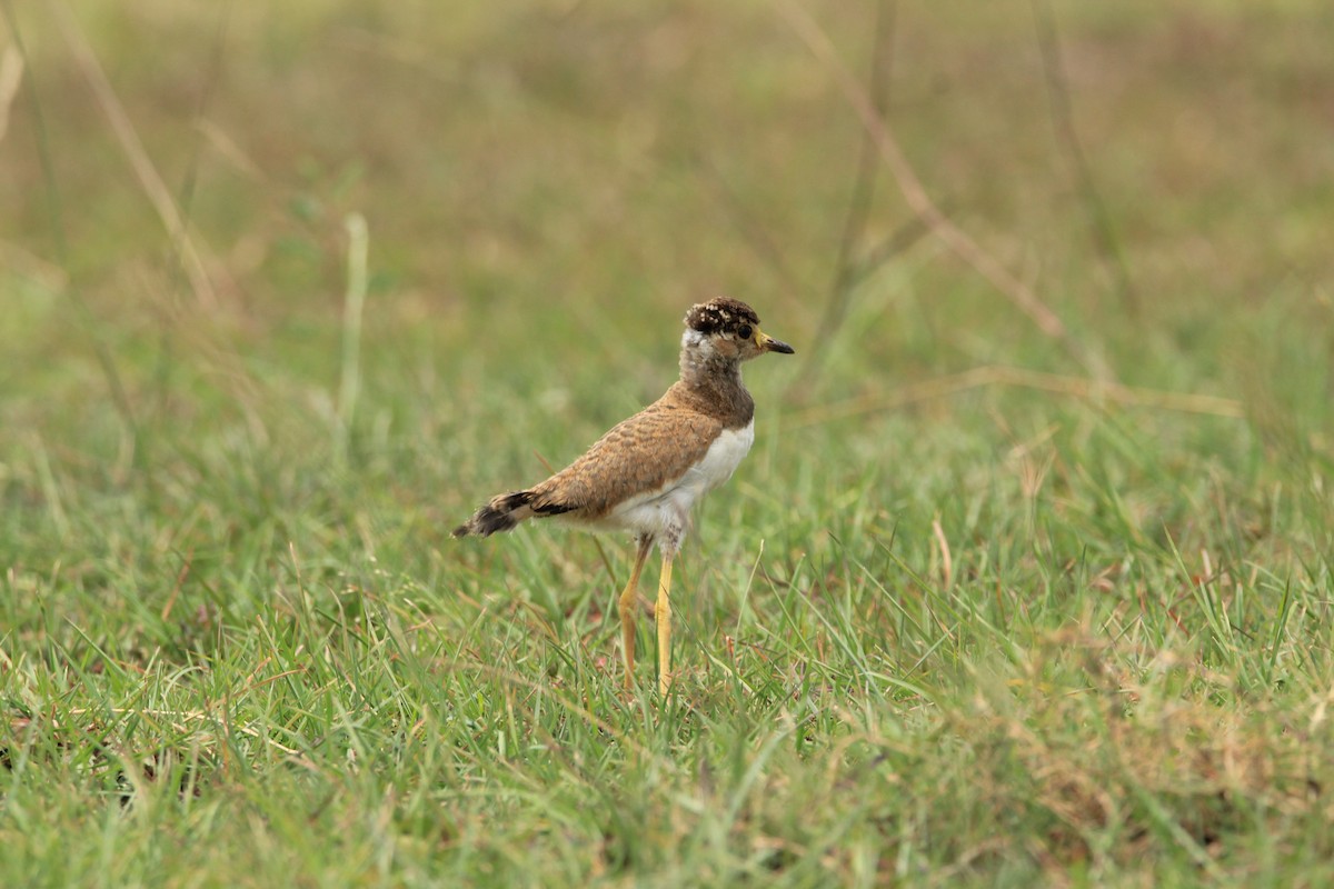 Yellow-wattled Lapwing - ML31665961