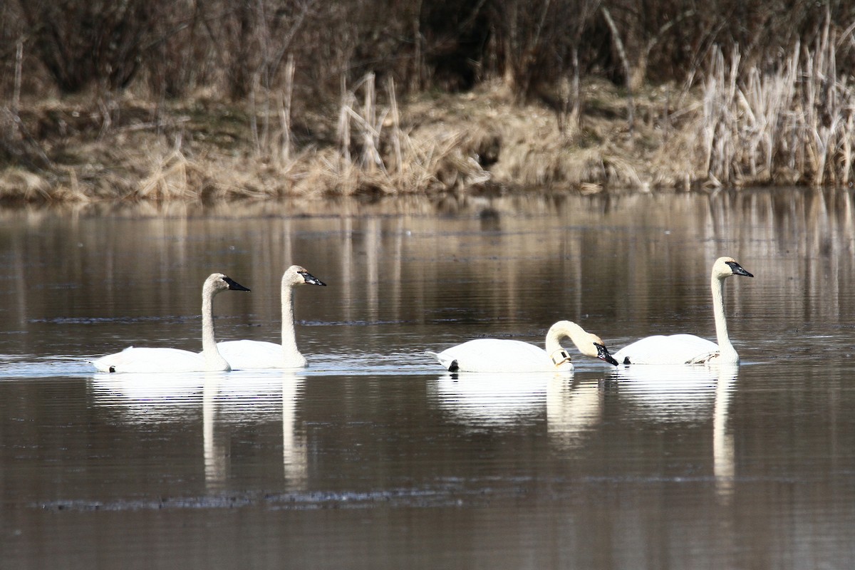 Trumpeter Swan - ML316662291