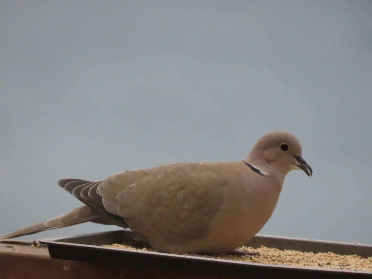 Eurasian Collared-Dove - ML316663141