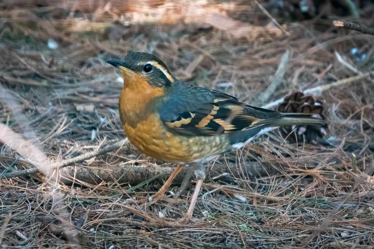 Varied Thrush - ML316663221