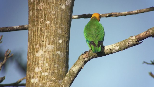 Saffron-headed Parrot - ML316664181