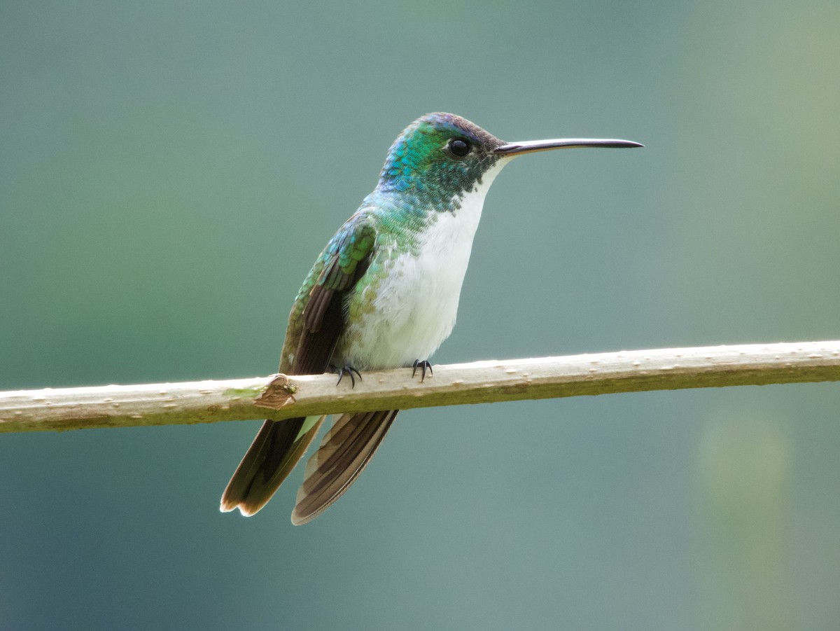 Andean Emerald - ML316666751