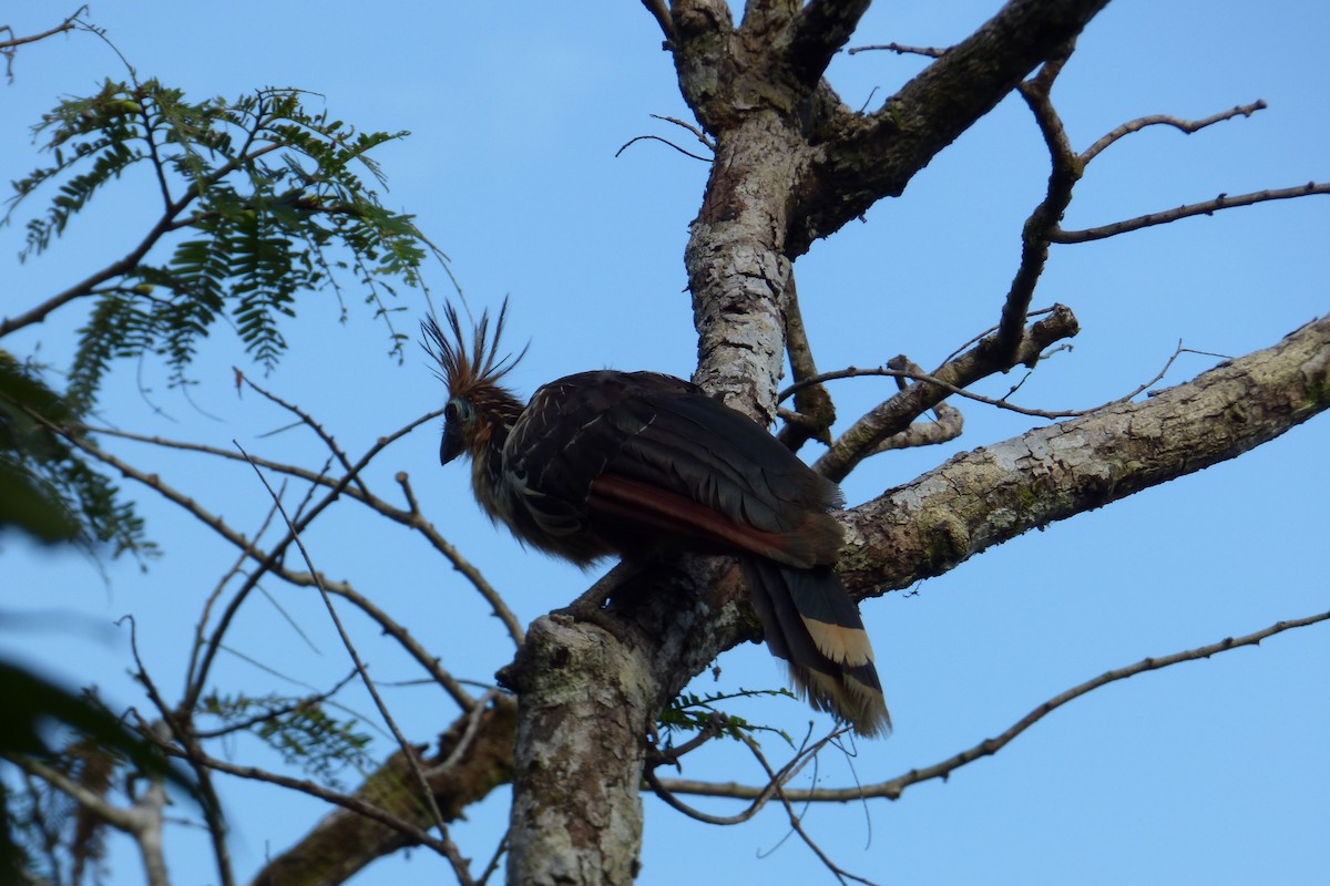 Hoatzin - ML316667471