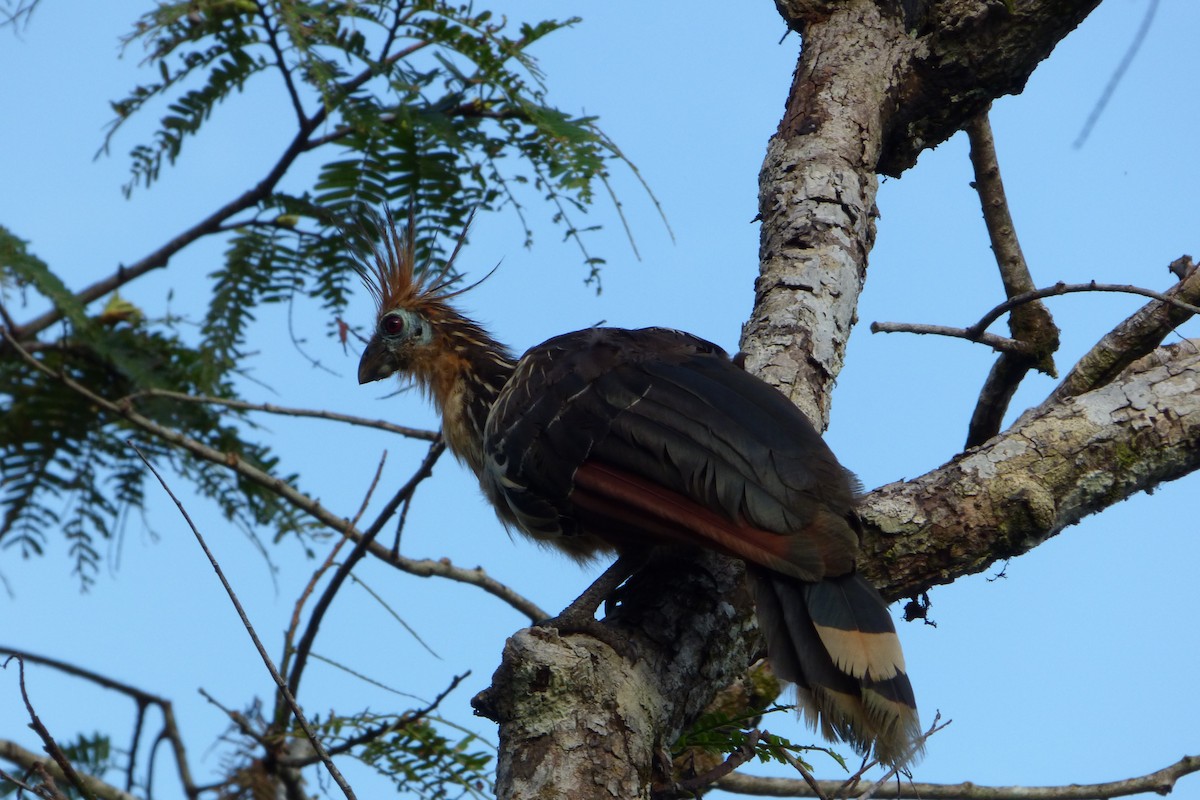 Hoatzin - ML316667481