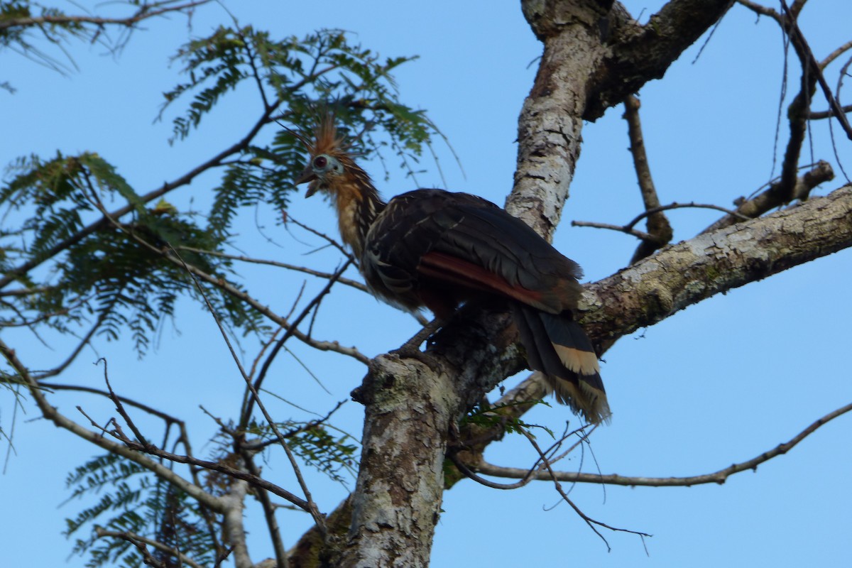 Hoatzin - ML316667501