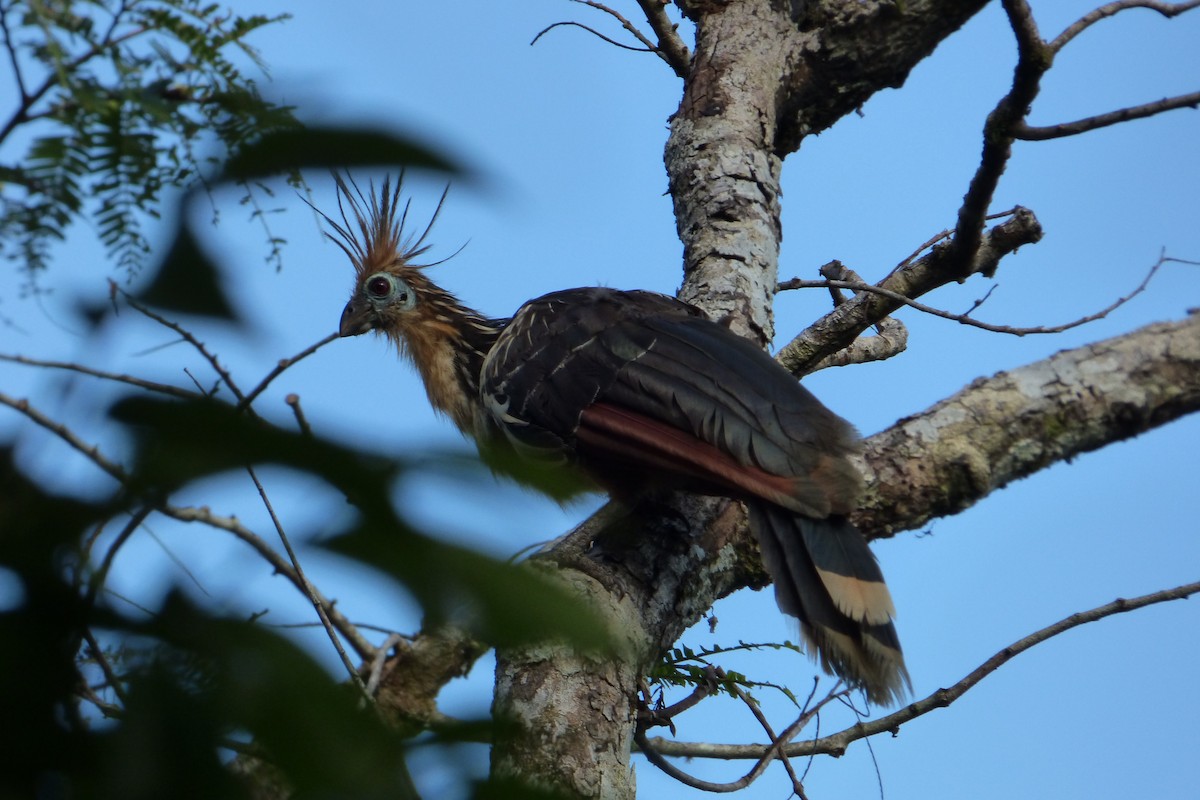 Hoatzin - Juan Manuel Pérez de Ana