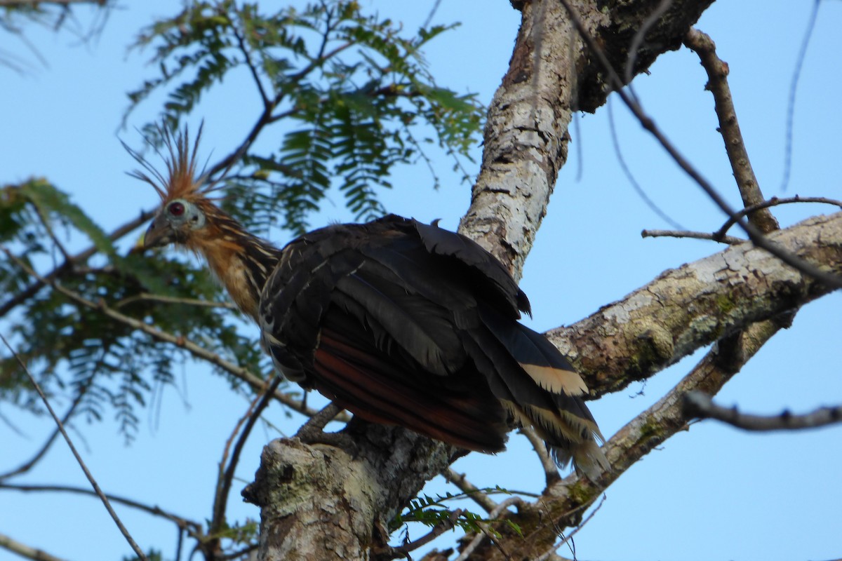 Hoatzin - Juan Manuel Pérez de Ana