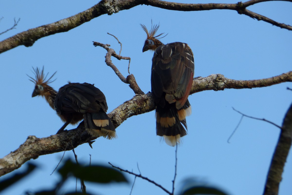 Hoatzin - ML316667651