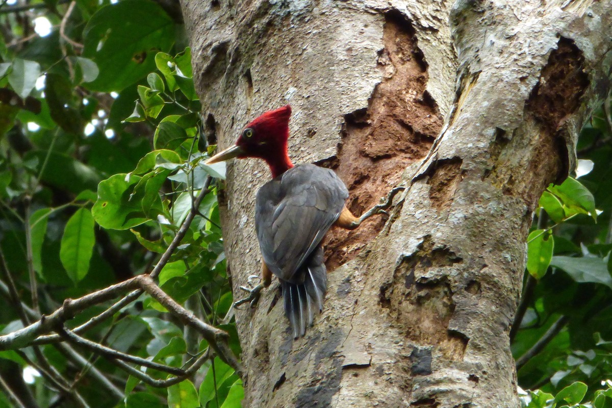 Red-necked Woodpecker - Juan Manuel Pérez de Ana