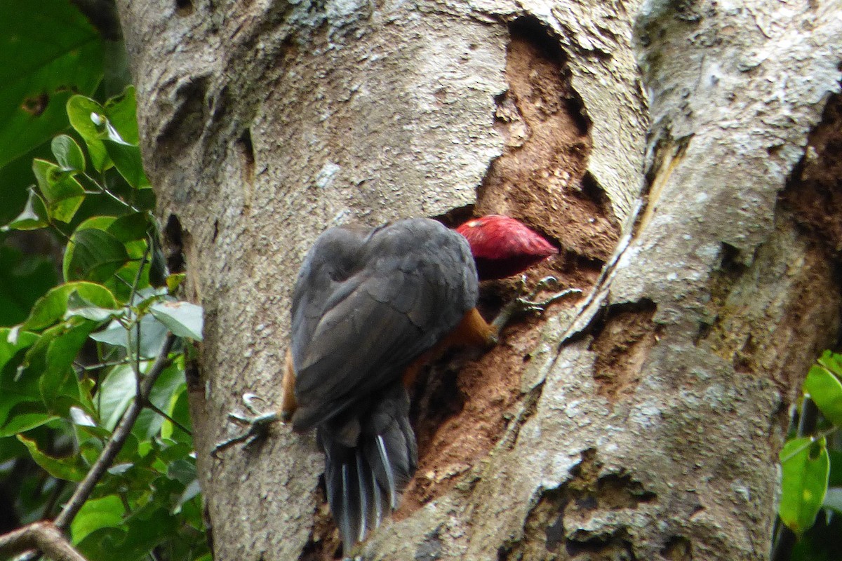 Red-necked Woodpecker - Juan Manuel Pérez de Ana