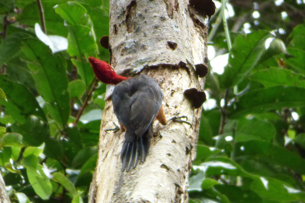 Pic à cou rouge - ML316667991