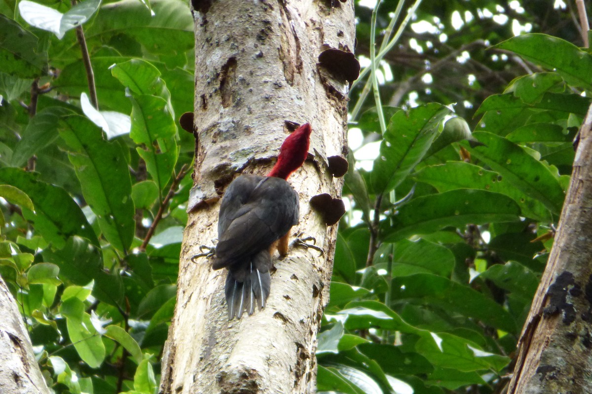 Red-necked Woodpecker - Juan Manuel Pérez de Ana