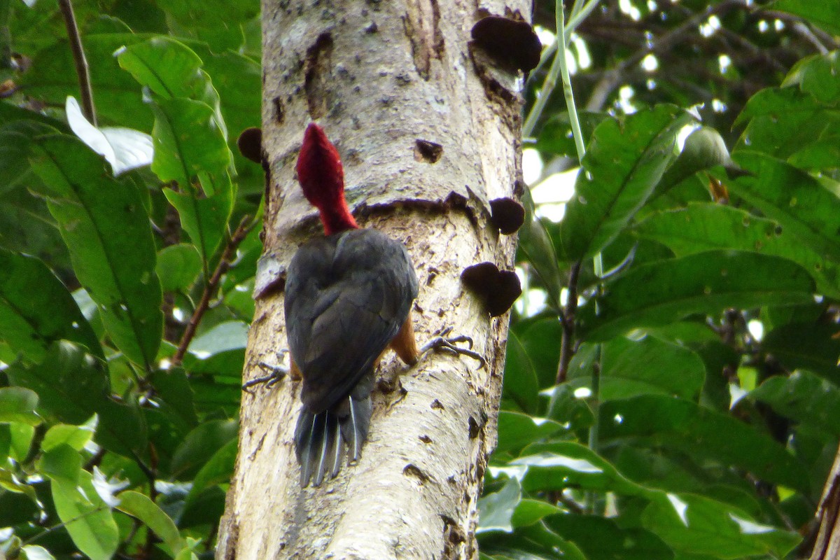 Red-necked Woodpecker - Juan Manuel Pérez de Ana