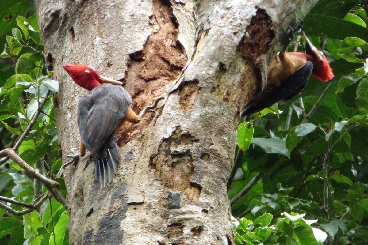 Red-necked Woodpecker - Juan Manuel Pérez de Ana